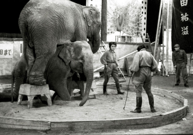 キグレサーカス 1958画像
